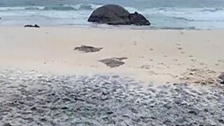 Fodendo Gostoso Na Praia De Nudismo Com Marido, Fa Participou Nao Se Aguentou Gozou Gostoso 5 Min - Melissa Lisboa