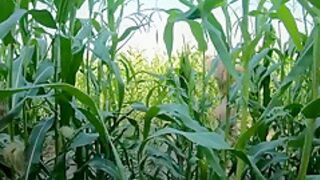 Miss4motivated - Naked Girl In A Corn Field